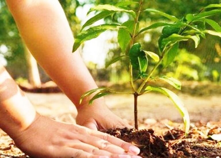 Vraksharopan abhiyan वृक्षारोपण महाअभियान लगेंगे 12.60 करोड़ पौधे, तैयारियां शुरू