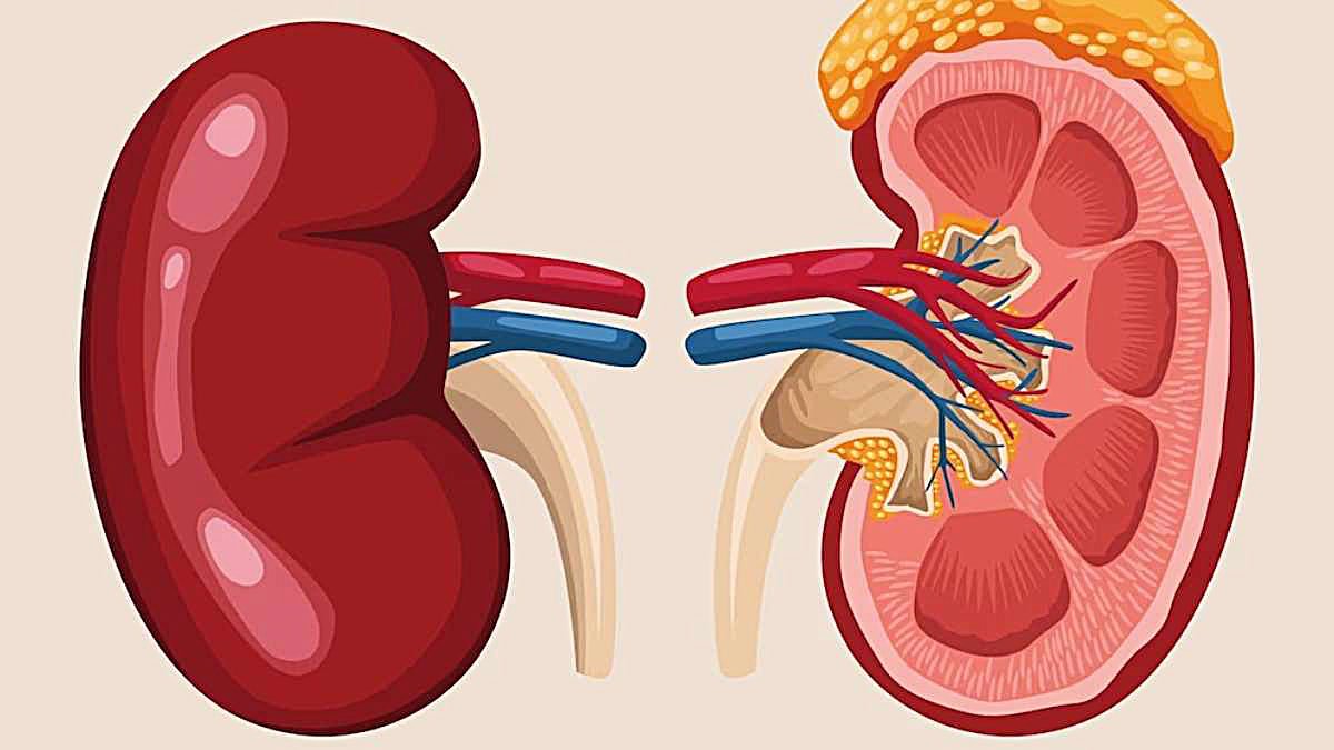 kidney ka ilaaj panchkarm ayurveda sarwadhik news पंचकर्म किडनी को कर सकता है पुनर्जीवित 1