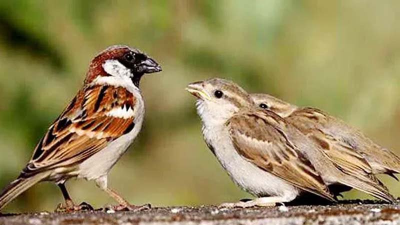 इटावा गौरैया संरक्षण को लेकर हुए कार्यक्रम में हुई गहन चर्चा Sarwadhik News