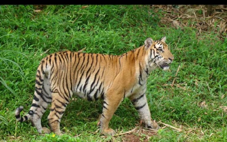 केरल में बेहोश करके पकड़ने के प्रयास के दौरान मारा गया बाघ Sarwadhik News