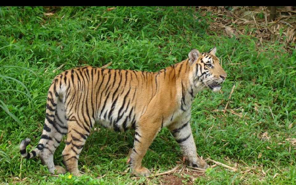 केरल में बेहोश करके पकड़ने के प्रयास के दौरान मारा गया बाघ Sarwadhik News